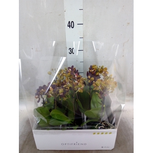 Phalaenopsis multi.   ...