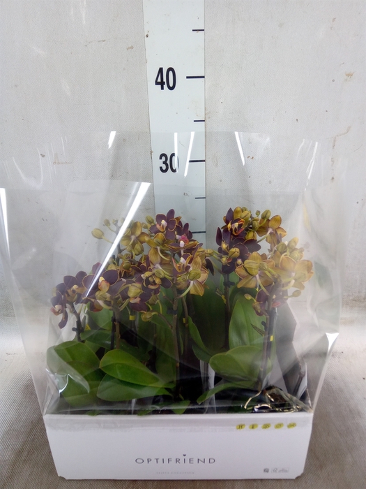 <h4>Phalaenopsis multi.   ...</h4>