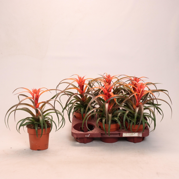 <h4>TILL CA HERMOSA</h4>