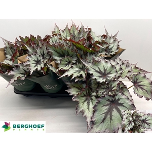 BEG BEL NORD GLACIER