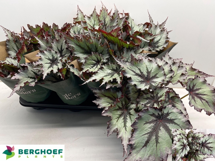 <h4>BEG BEL NORD GLACIER</h4>