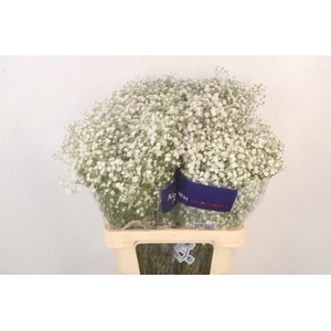 Gyps Pa Xlence Short