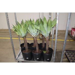 AGAVE ATTENUATA VASO 25L