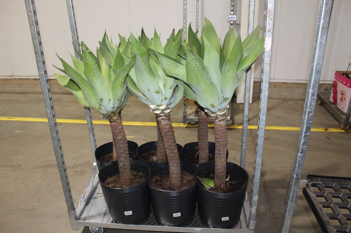 <h4>AGAVE ATTENUATA VASO 25L</h4>