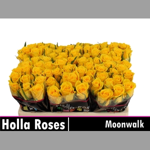 R GR MOONWALK