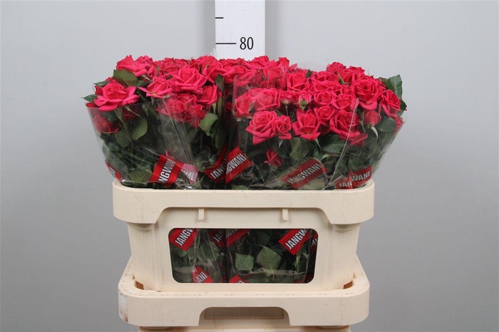 <h4>R Tr Quincy</h4>