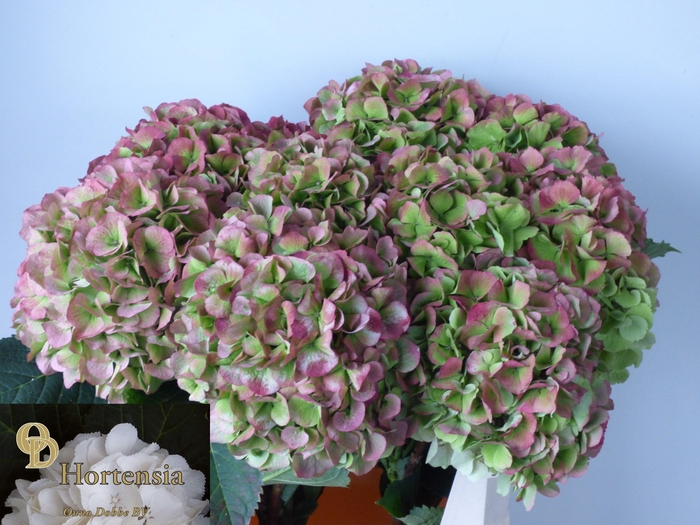 <h4>HYDR M CH VERENA CL</h4>