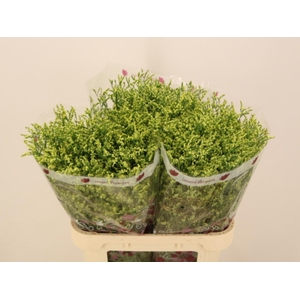 LIM SIN CHINA SUMMER