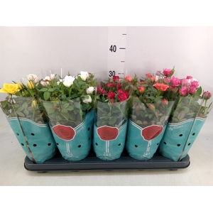 Rosa  'Star Roses'   ...mix 4
