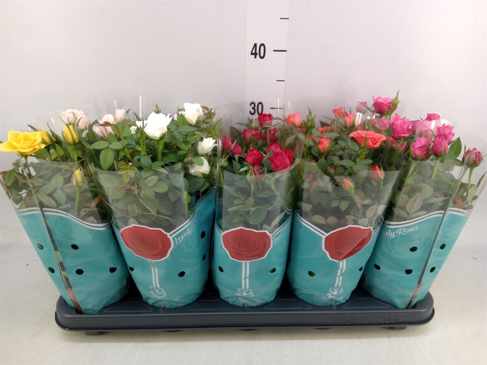 <h4>Rosa  'Star Roses'   ...mix 4</h4>