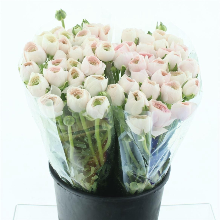 <h4>Ran Su Hanoi Extra</h4>