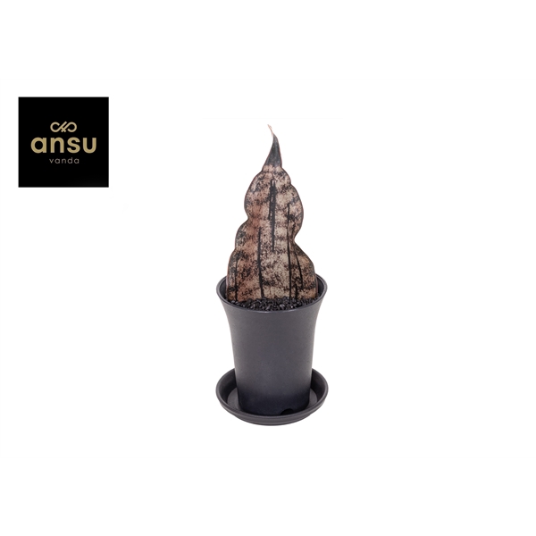 <h4>Sansevieria Star Canyon Granite in sierpot</h4>