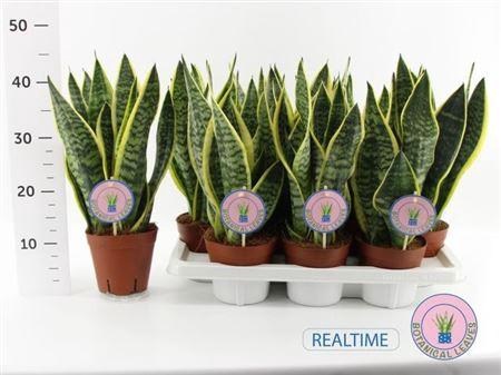 <h4>Sansev Futura Superb</h4>