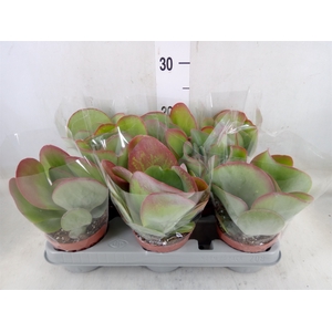 Kalanchoe NF thyrsiflora 'Red Lips'