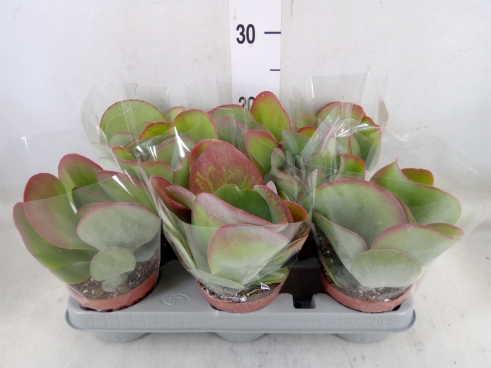<h4>Kalanchoe NF thyrsiflora 'Red Lips'</h4>
