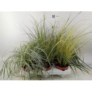 Carex   ...mix