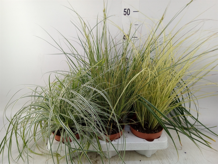 <h4>Carex   ...mix</h4>