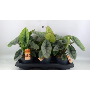 Alocasia  'Platinum'
