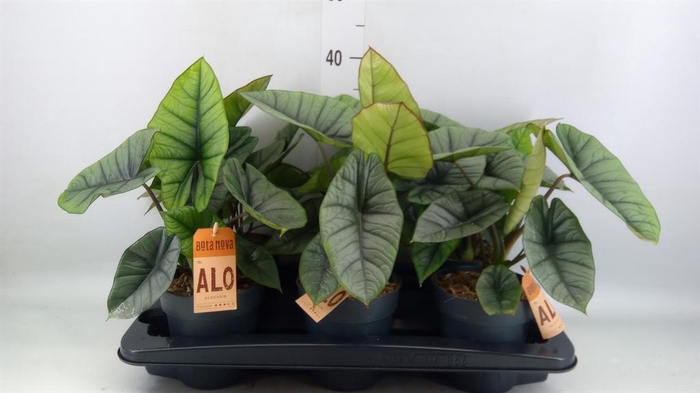 <h4>Alocasia  'Platinum'</h4>