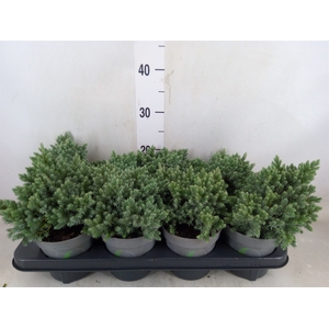 Juniperus squamata 'Blue Star'