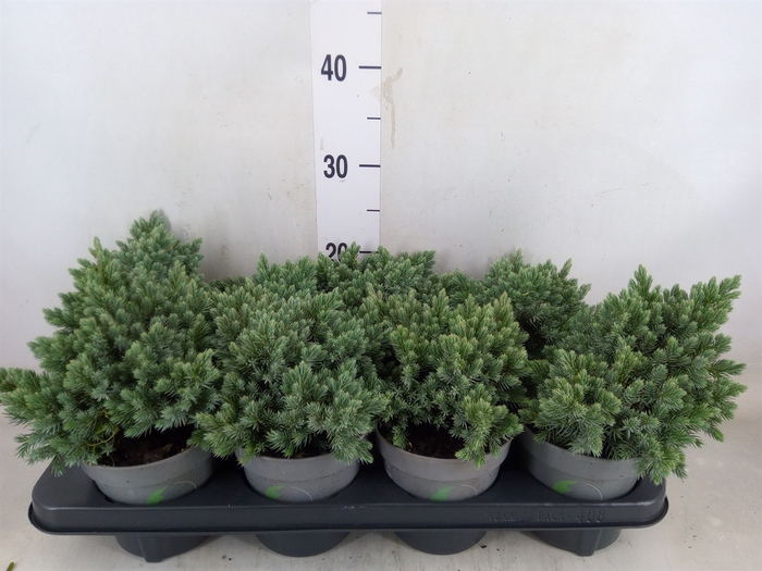 <h4>Juniperus squamata 'Blue Star'</h4>