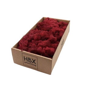 Moss Reindeer Moss 500gr Bordeaux