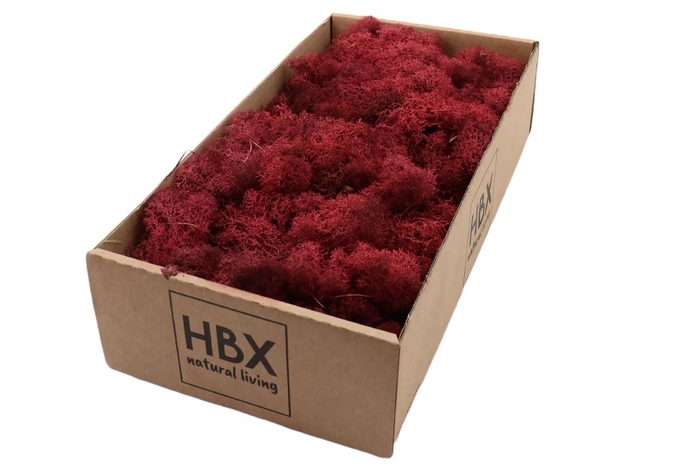 <h4>Moss Reindeer Moss 500gr Bordeaux</h4>