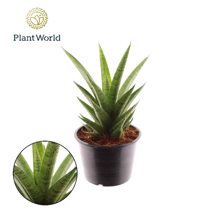 <h4>Sansevieria cylindrica overig Lotus</h4>