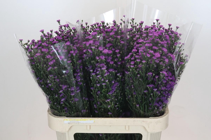 <h4>Aster Baby Pink</h4>