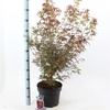 Acer pal. 'Jerre Schwartz'