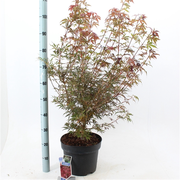 <h4>Acer pal. 'Jerre Schwartz'</h4>