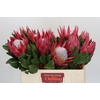 Protea Cynaroides Madiba