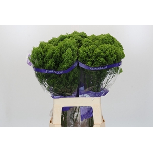 Trachelium Jade