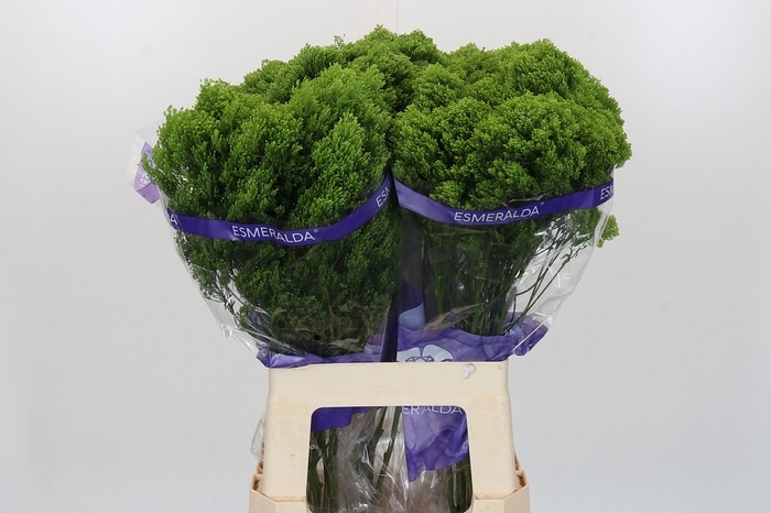 <h4>Trachelium Jade</h4>