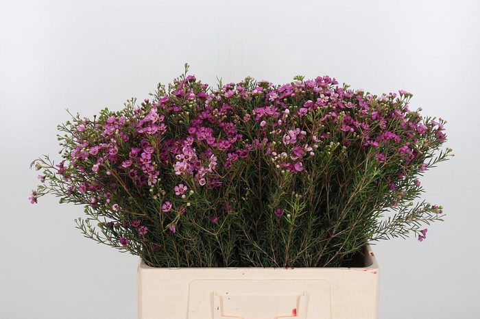 <h4>Chame Un Jupiter</h4>