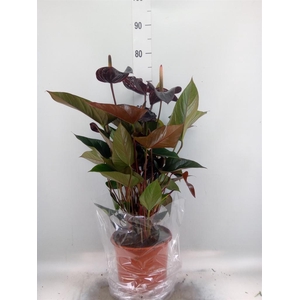 Anthurium andr. 'Beauty Black'