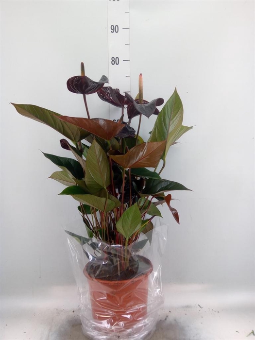 <h4>Anthurium andr. 'Beauty Black'</h4>