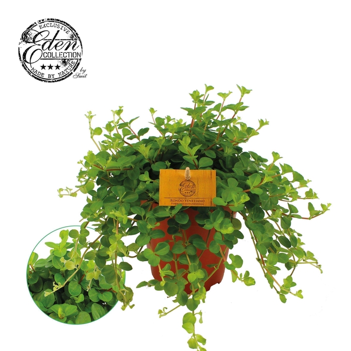 <h4>Peperomia Rotundifolia 15cm</h4>