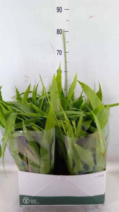 <h4>Epiphyllum   ...</h4>