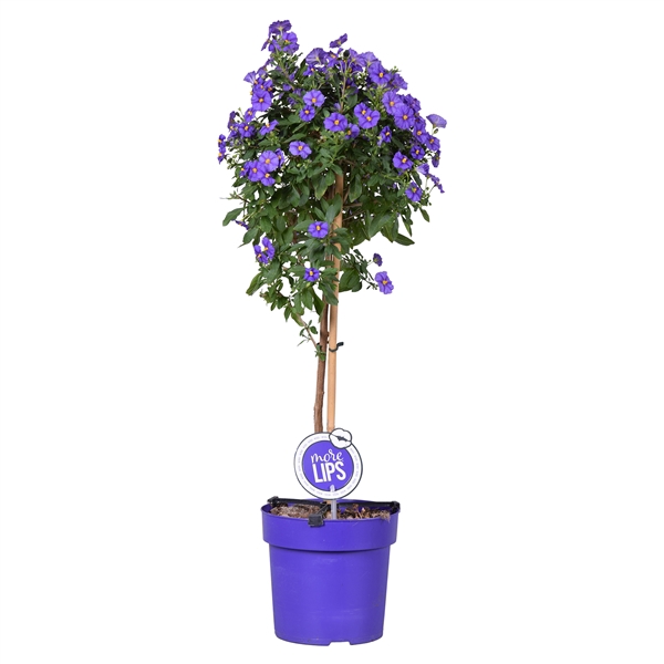 <h4>MoreLIPS® Solanum Rantonetti 'Blue Fontain' op stam</h4>