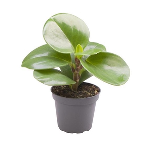 PEPEROMIA OBTUSIFOLIA P6 GREEN