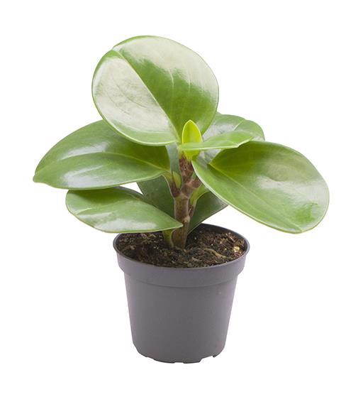 <h4>PEPEROMIA OBTUSIFOLIA P6 GREEN</h4>