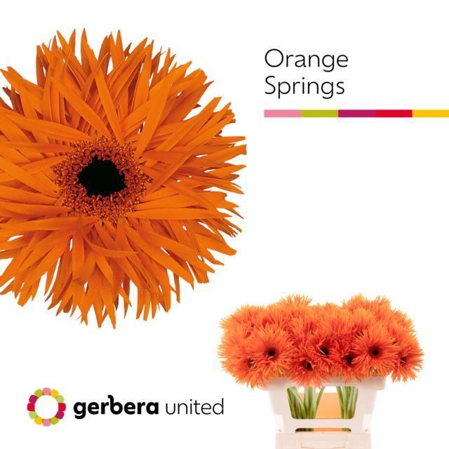 <h4>GERBERA ORANGE SPRINGS GE GS ORANGE</h4>