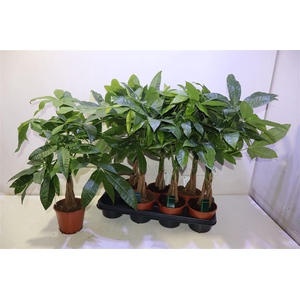 Pachira Aquatica