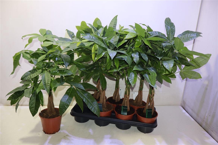 <h4>Pachira Aquatica</h4>