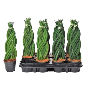 Sansevieria Cylindrica 8,5Ø 30cm