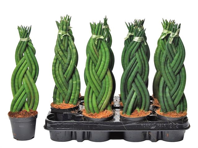 Sansevieria Cylindrica 8,5Ø 30cm