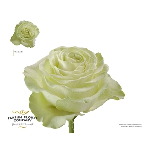Rosa Garden Wasabi