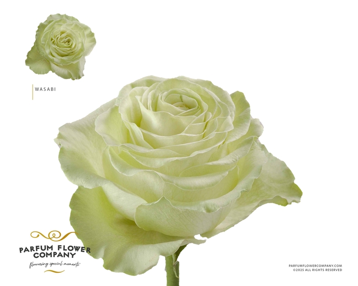 <h4>Rosa Garden Wasabi</h4>