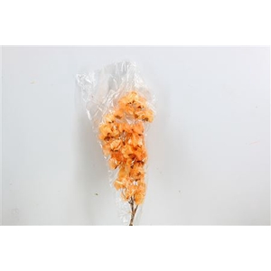 Dried Bougainvillea X5 55cm Salmon Bunch